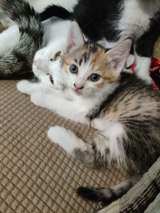 Отдам котят в хорошие руки