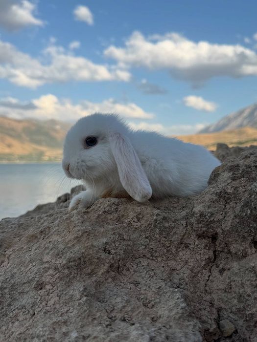 Dekorativ quyon bolalari sotiladi,Karlik baran mini quyonlar