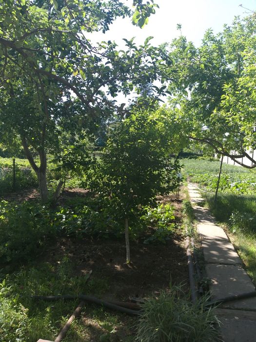 СРОЧНО !!! Продам дачу в хорошем районе.