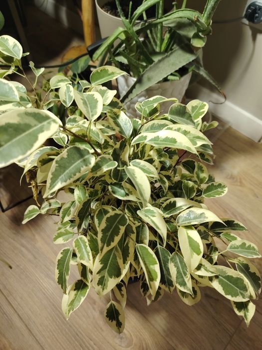 Фикус Дегантель, пересажен, осмокот.