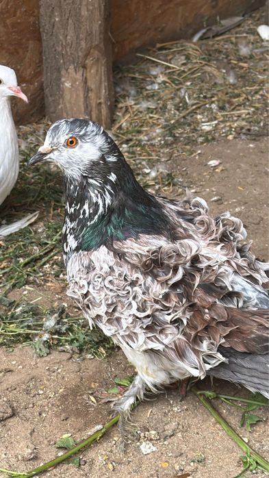 Porumbei creti francezi si maghiari