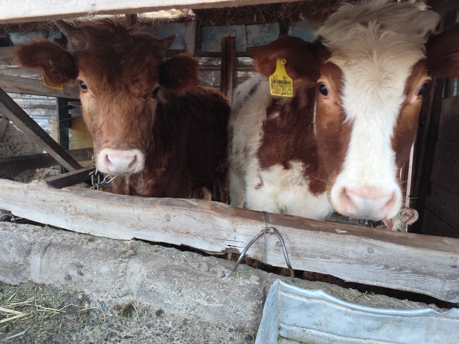 Продам. Двух телок