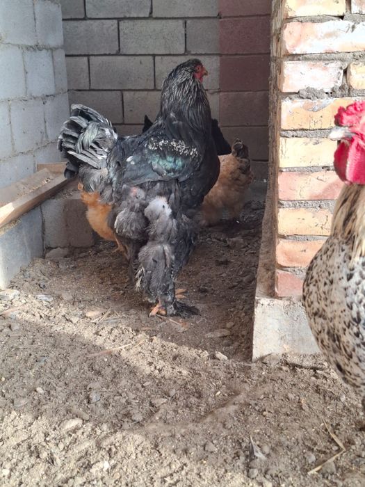 Продам петух черный брама