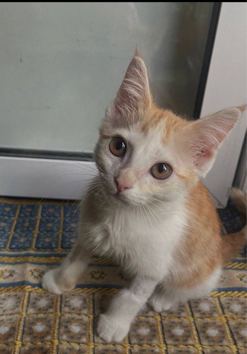 Chiroyli aqlli qiz bola domashni mushuk hadyaga beriladi