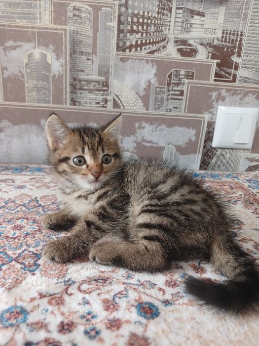Отдам котёнка мальчик