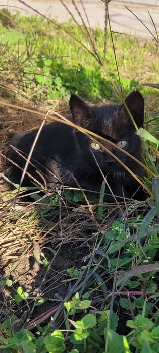 Котенок блестящий черный лоск