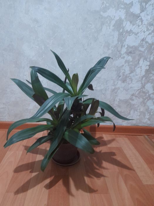 Продам комнатные цветы