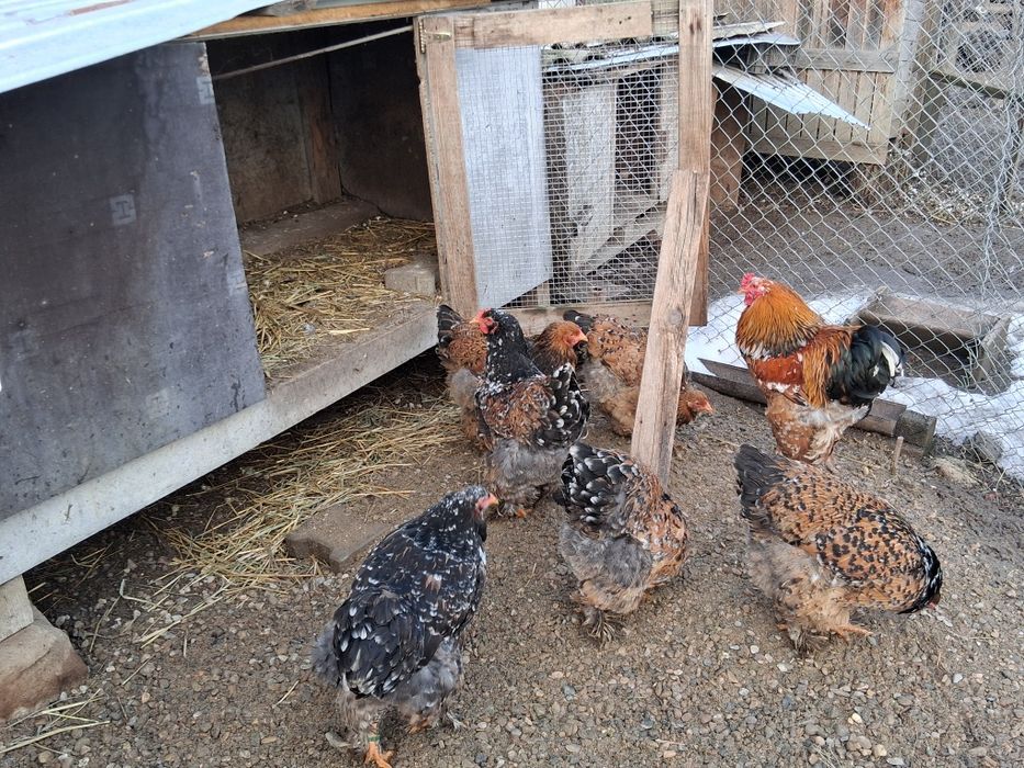 Vând ouă de incubat