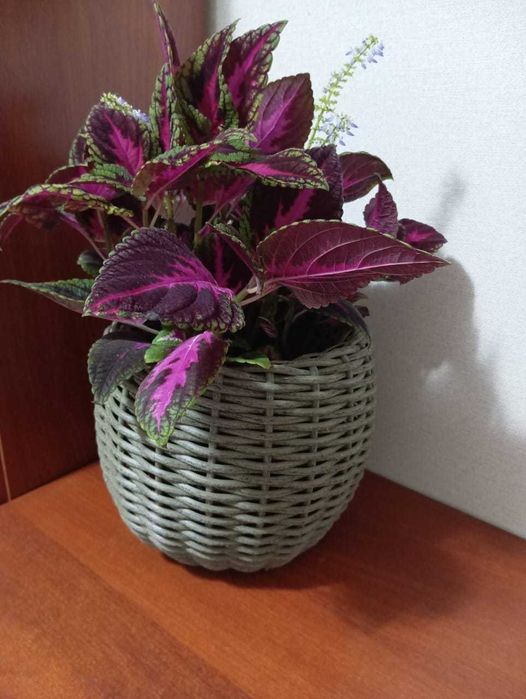 Продаю кашпо для сада и дома