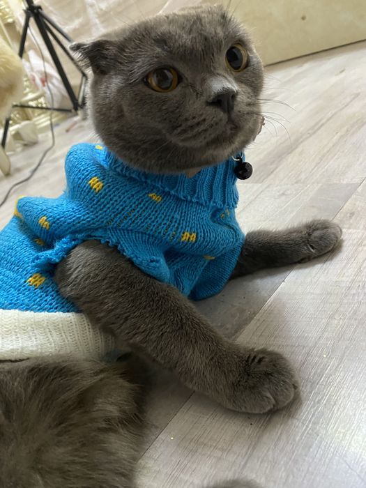 Scottish Fold  кошка