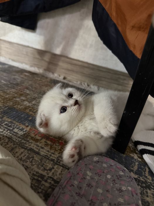 Котенок шотландский