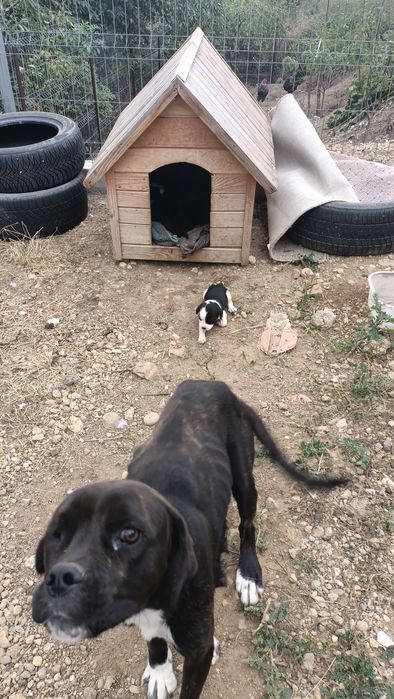 Donez cățeluși au 4 săptămâni ,se doneaza și mama lor