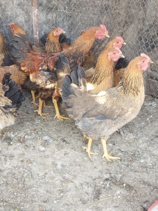 Продам куры домашние