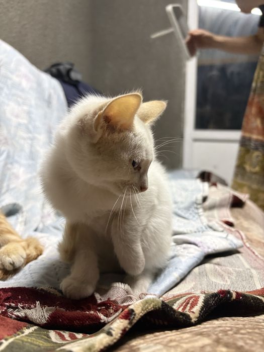 котенок девочка,отдадим в добрые руки:)