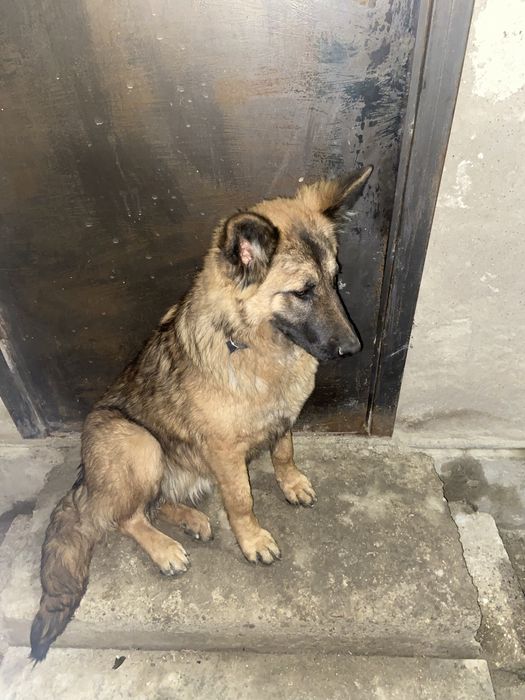 Бельгиский овчарка сатылады