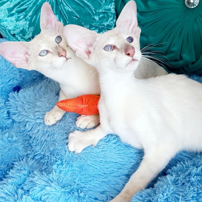 Чистокровные ! ОРИЕНТАЛЬНЫЕ котята