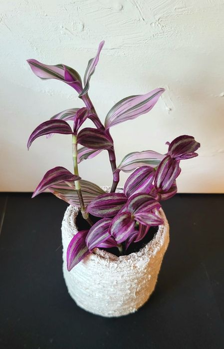 Tradescantia in ghiveci confectionat manual