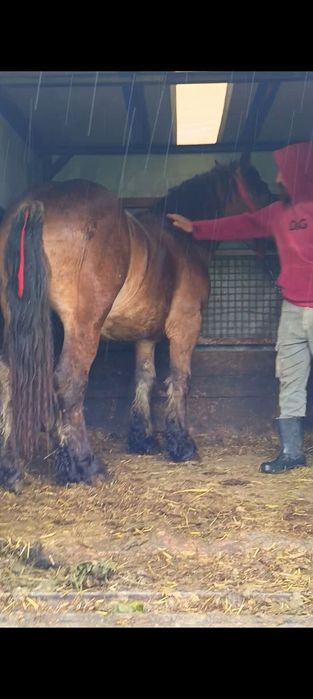 Vând un mânz frumos de un an și două luni