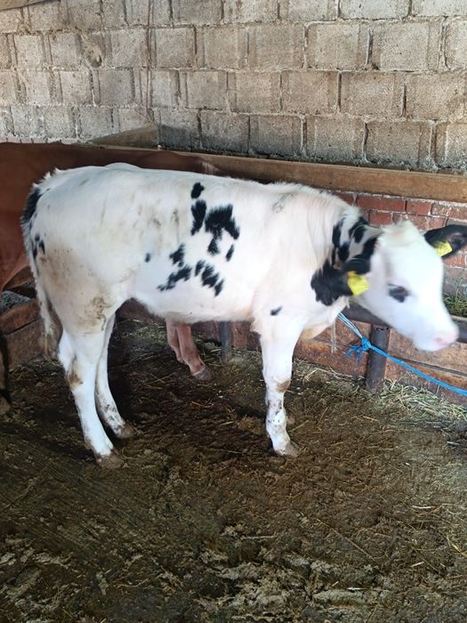 Vițea belga de 4 luni