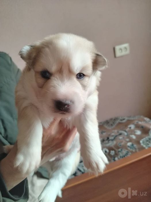 Хаски щенки в продаже Аляски лайки