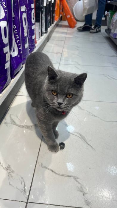 Кот породы Scottish Straight на вязку