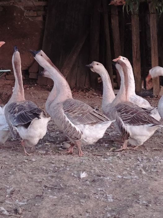 Gâște de vânzare Reghin