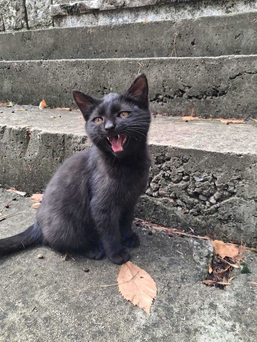 Коте бебе търси дом