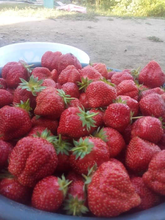 Qulupnay    kòcat   bor    surxondaryo     sariosiyo