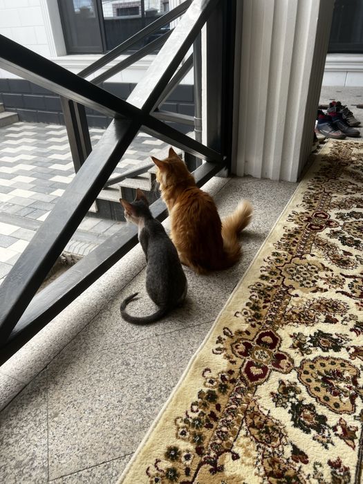 Котенок сфинкс 4 месяца