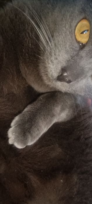 Отдам в хорошие руки