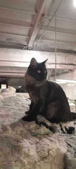 Хадяга мушук бервораман