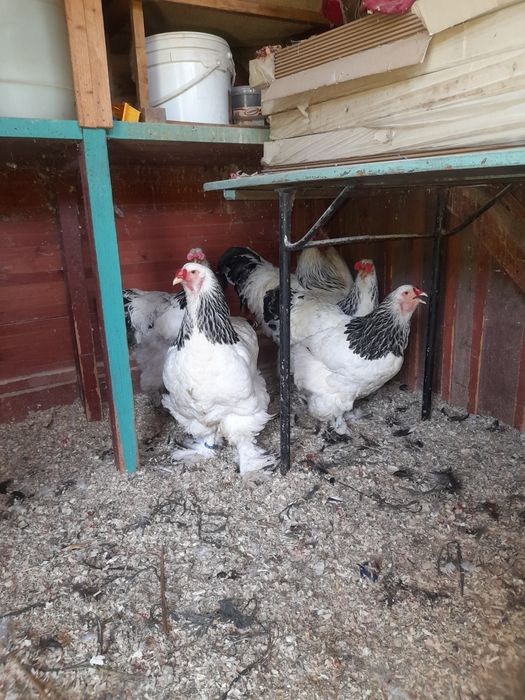 Vand gaini brahma hd și brahma culoarea porțelan