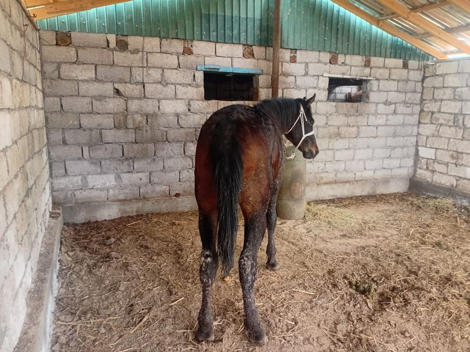 Семіз Дүнен сатылады!