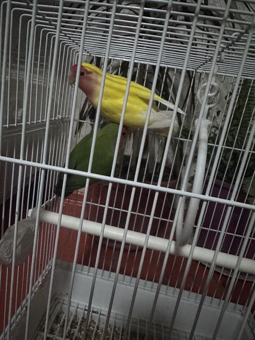 Папугай неразлучники