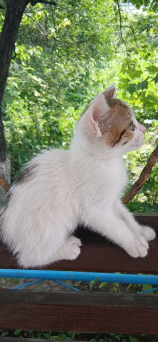 Милый котёнок  мальчик.