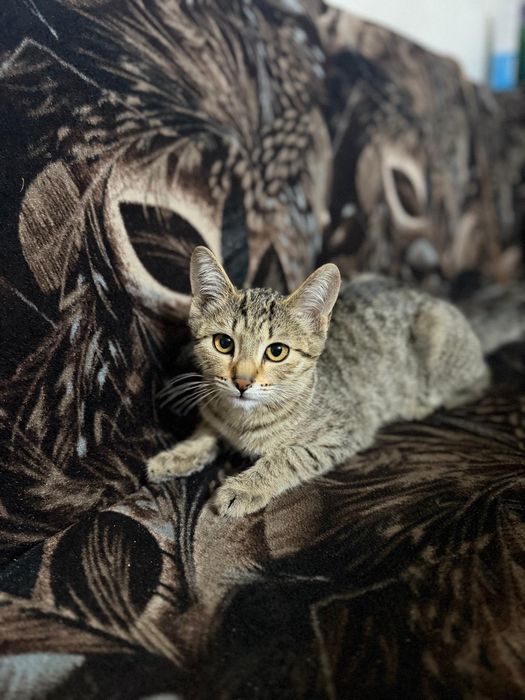 Отдам котёнка в хорошие руки