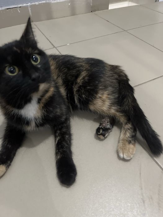Кошка отдадим в добрые руки,