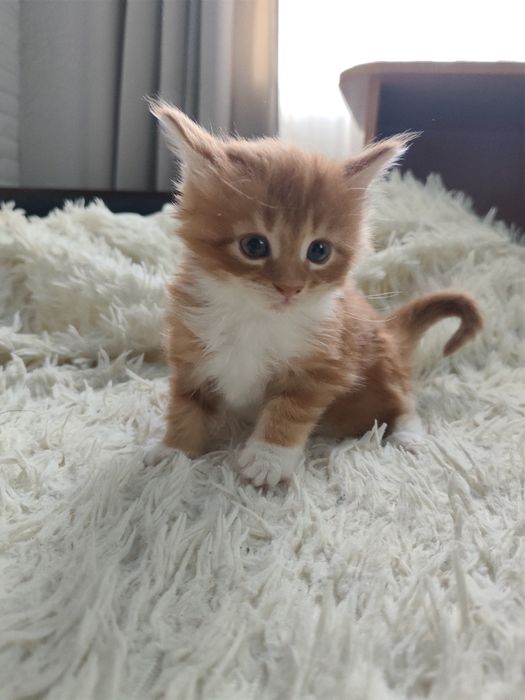 Котята породы Мейн кун
