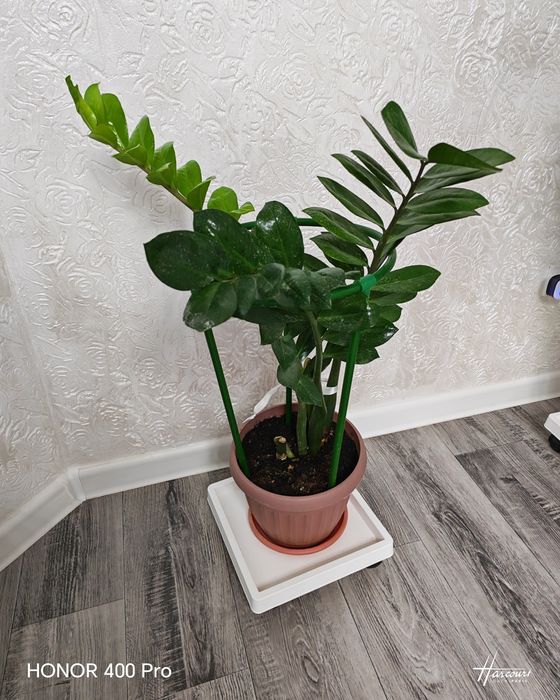 Продам Замиякулькас (долларовое дерево)