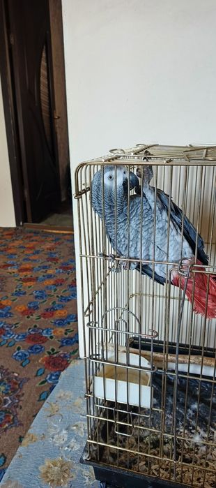 Srochna sotiladi jacco papugay