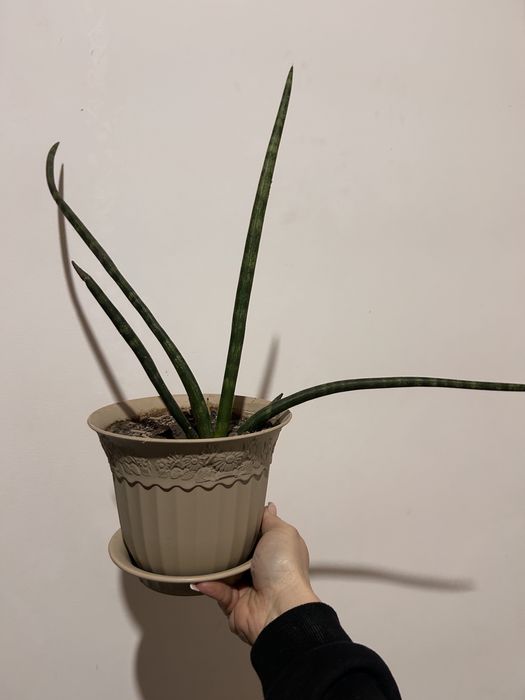 Продам  комнатные цветы