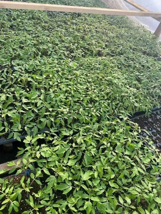 Rasaduri legume calitate superioara