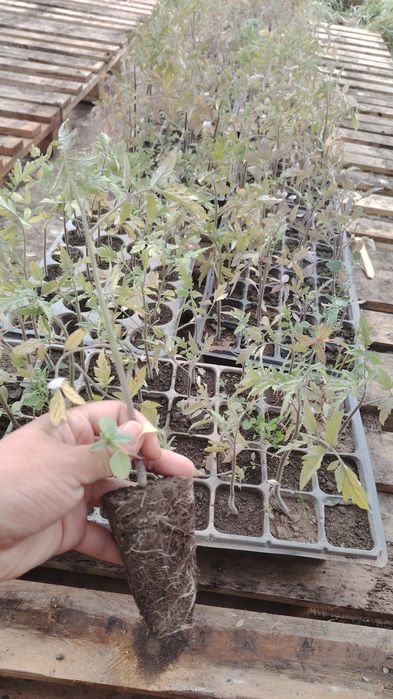 Памидор розывый.  .