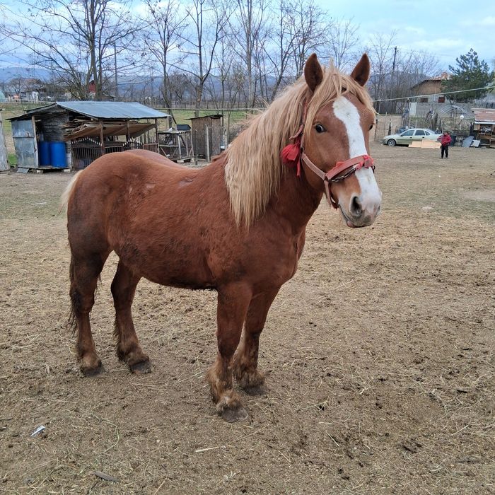 Cal de 2 ani de vanzare