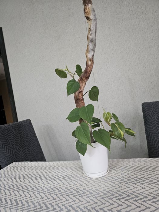 Продам комнатный цветок