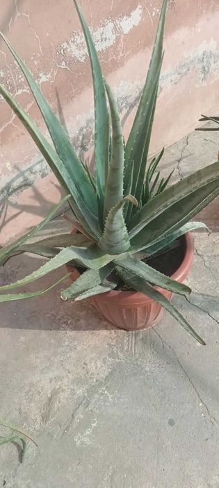 Алоэ вера на продажу