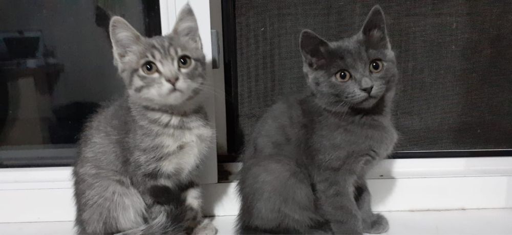 Отдаются милые котята в добрые руки!