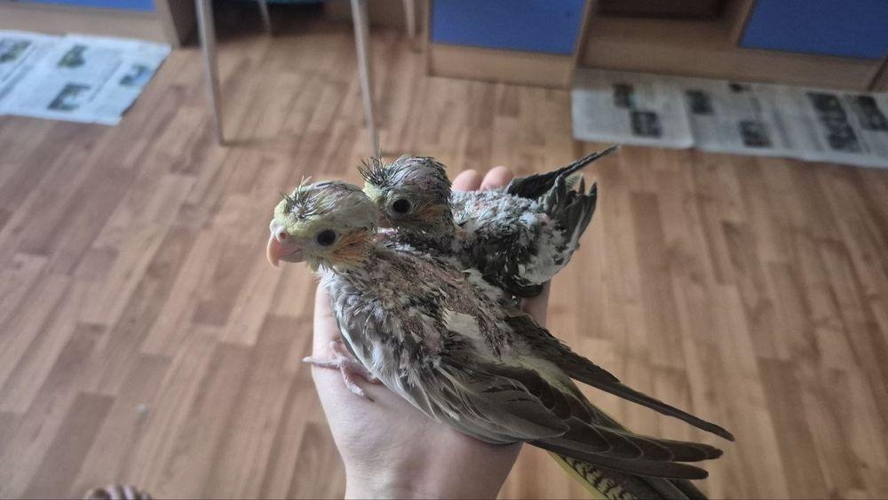 Попугаи семейства Корелл