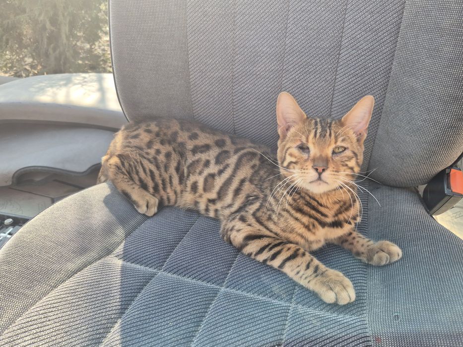 Бенгальская кошка