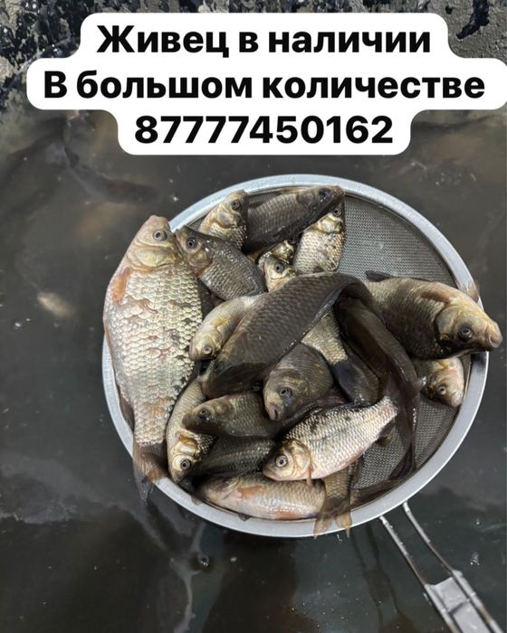 Продам живца карась